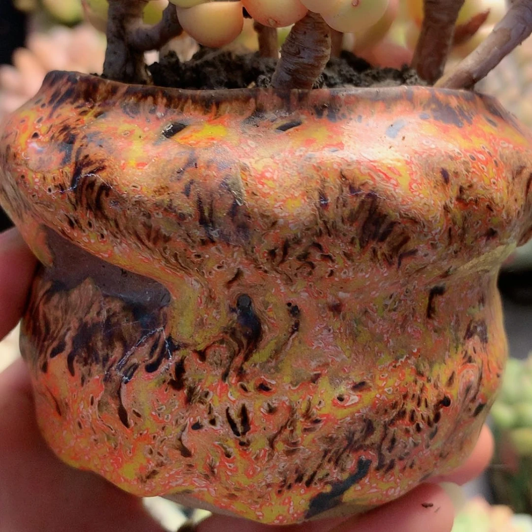 【闪购商品】岛主盆