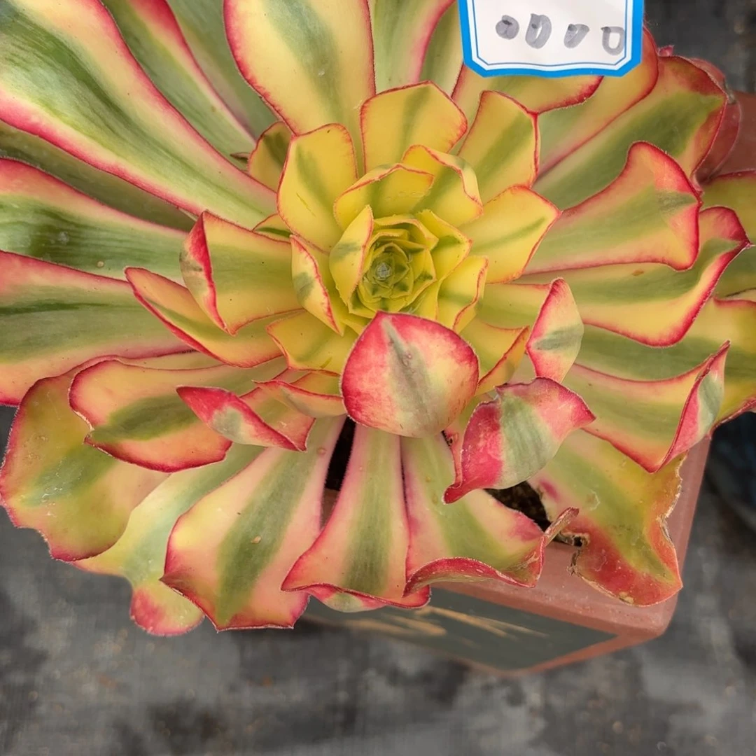 。****。花好月又圆202511