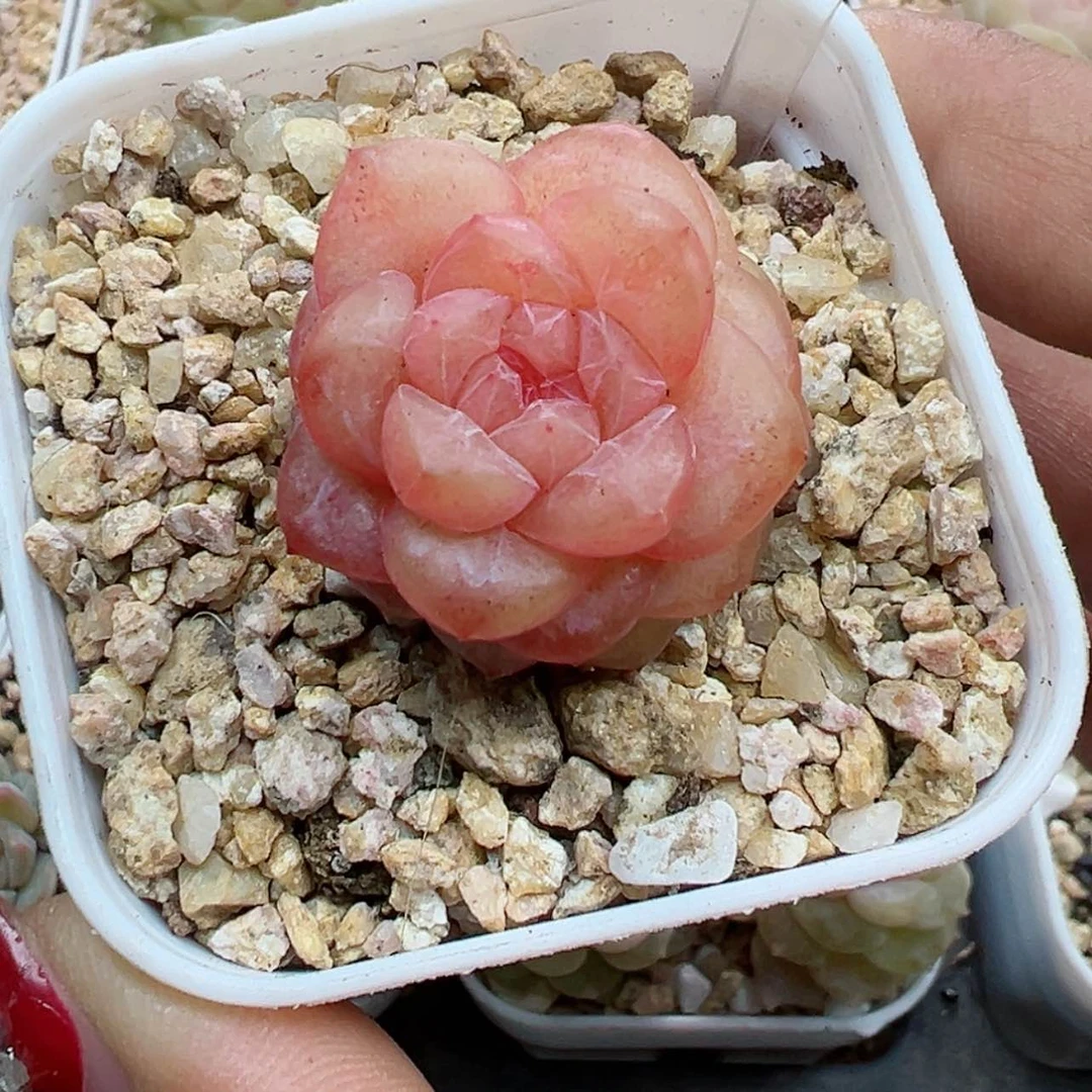 【闪购商品】281号石榴