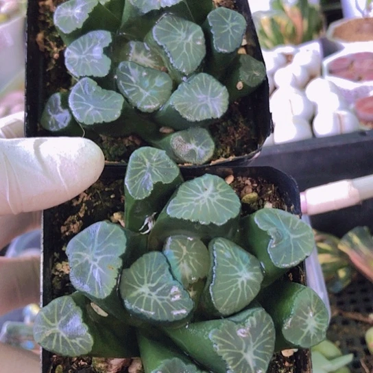 无花朵0948，两颗万象