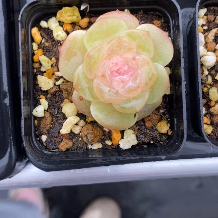 1007 多肉  多肉 12.13