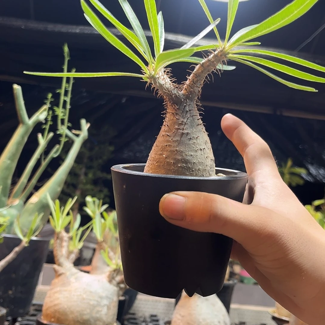 象牙宫6699999666666