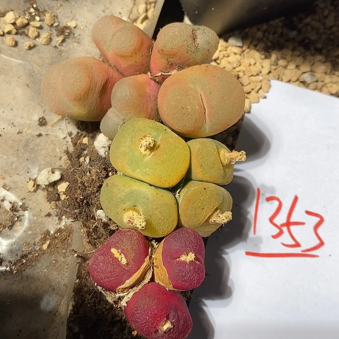 1353。  一组蟠桃。