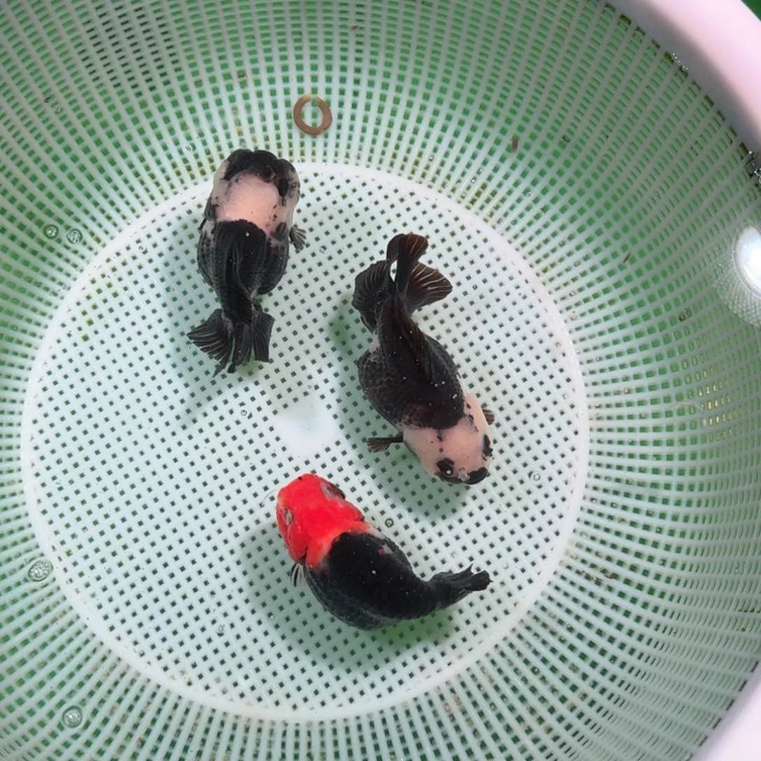 金鱼类不分公母13