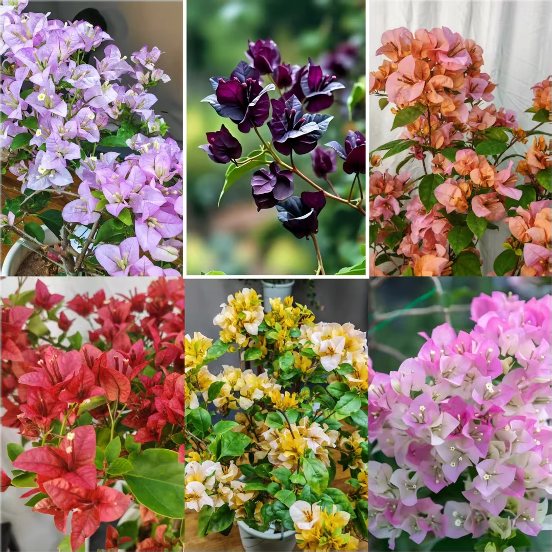 三角梅稀有热门6品种带叶带根带土不带花