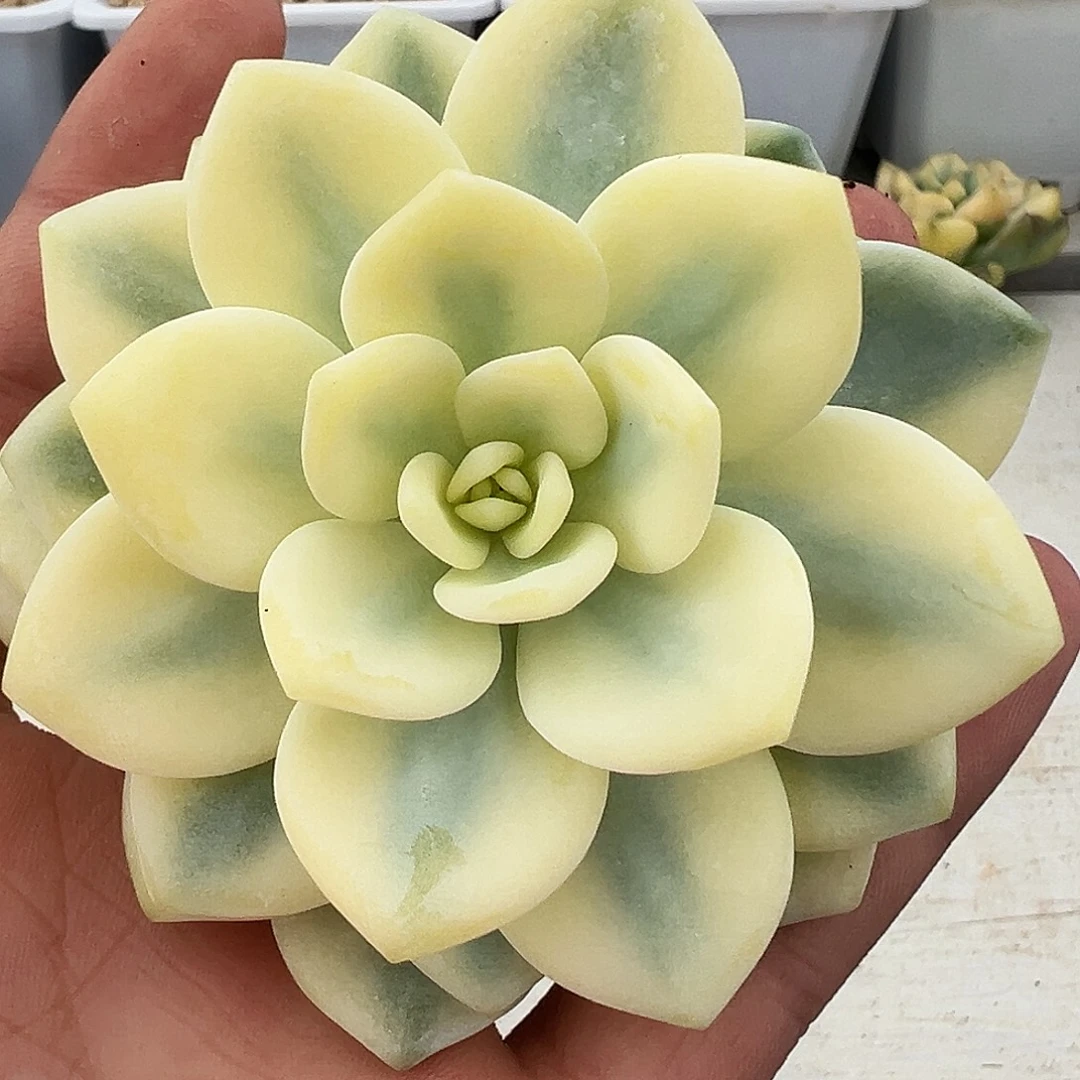 冷香宽锦多肉植物