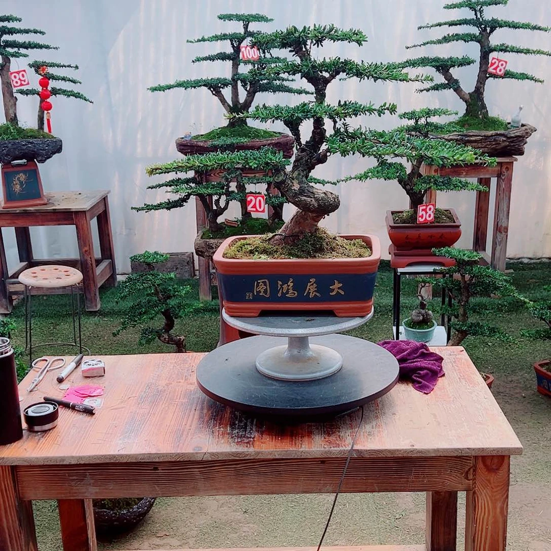 罗汉松小老桩红芽罗汉松