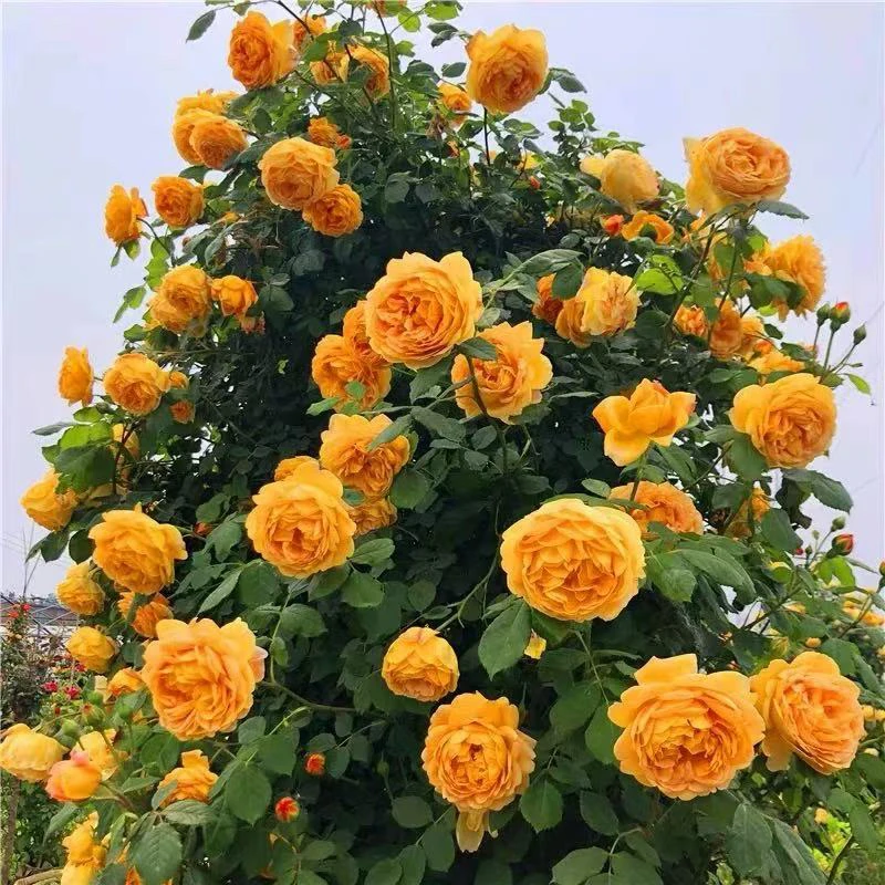 黄金庆典藤本欧月季花苗爬藤庭院绿植物阳台盆栽地栽大花浓香