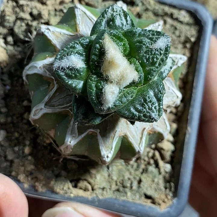 苗接龟甲牡丹。571号