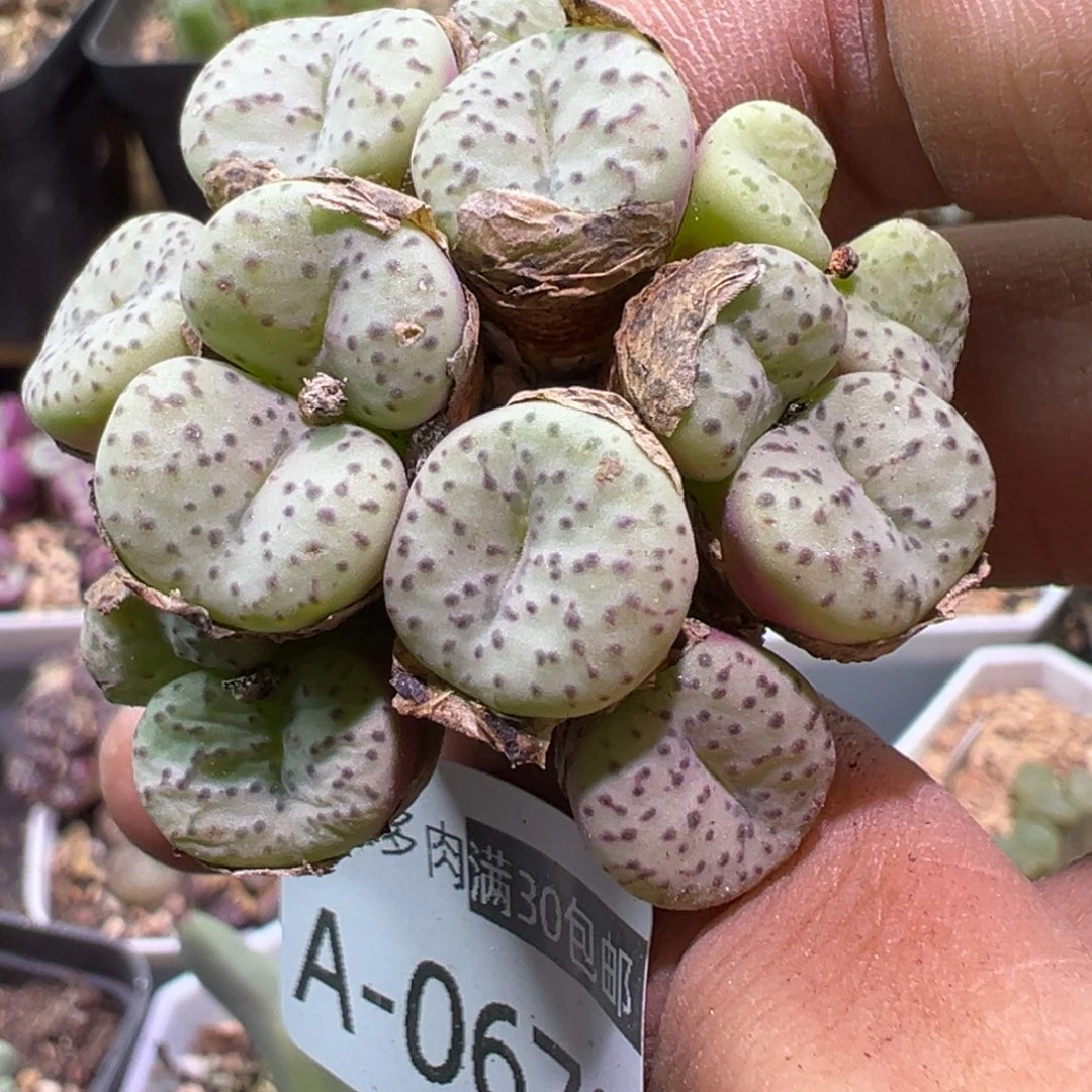 肉植物111多种111