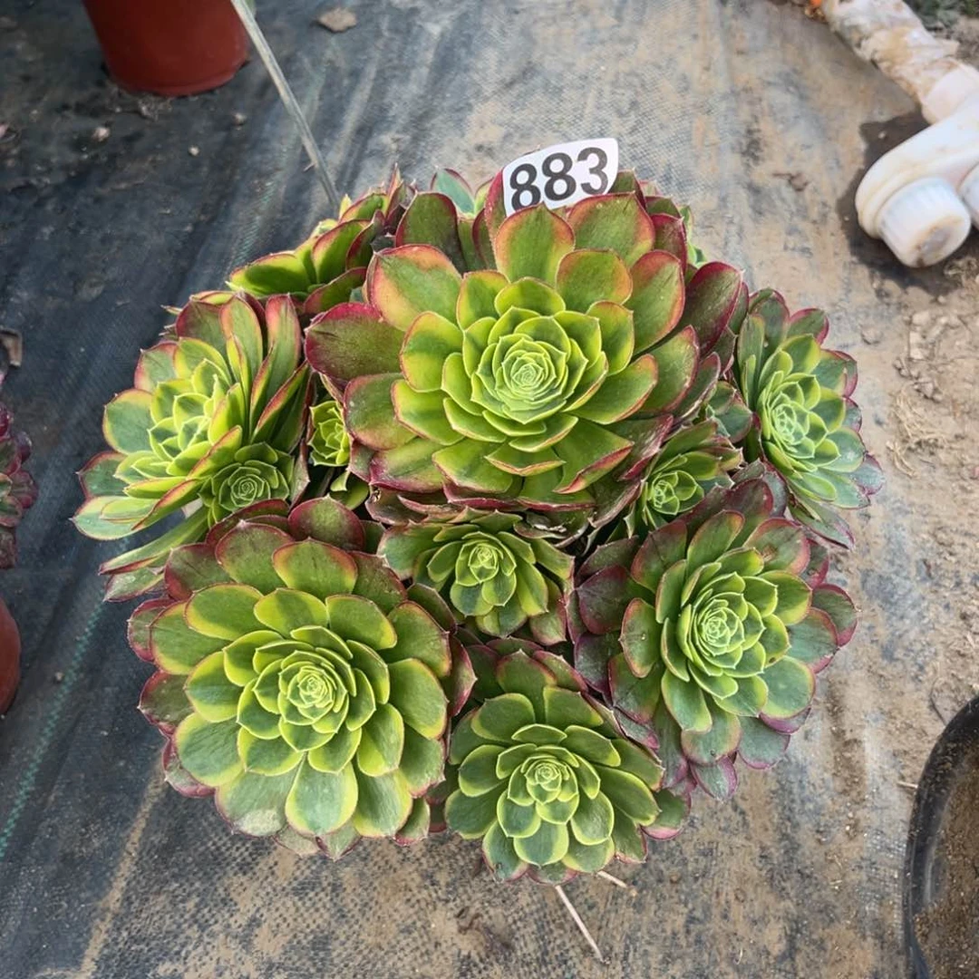 883奶白锦多肉植物