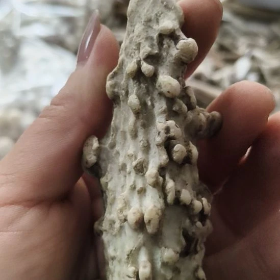 米***兔陶瓷鹿角鹿角鹿角