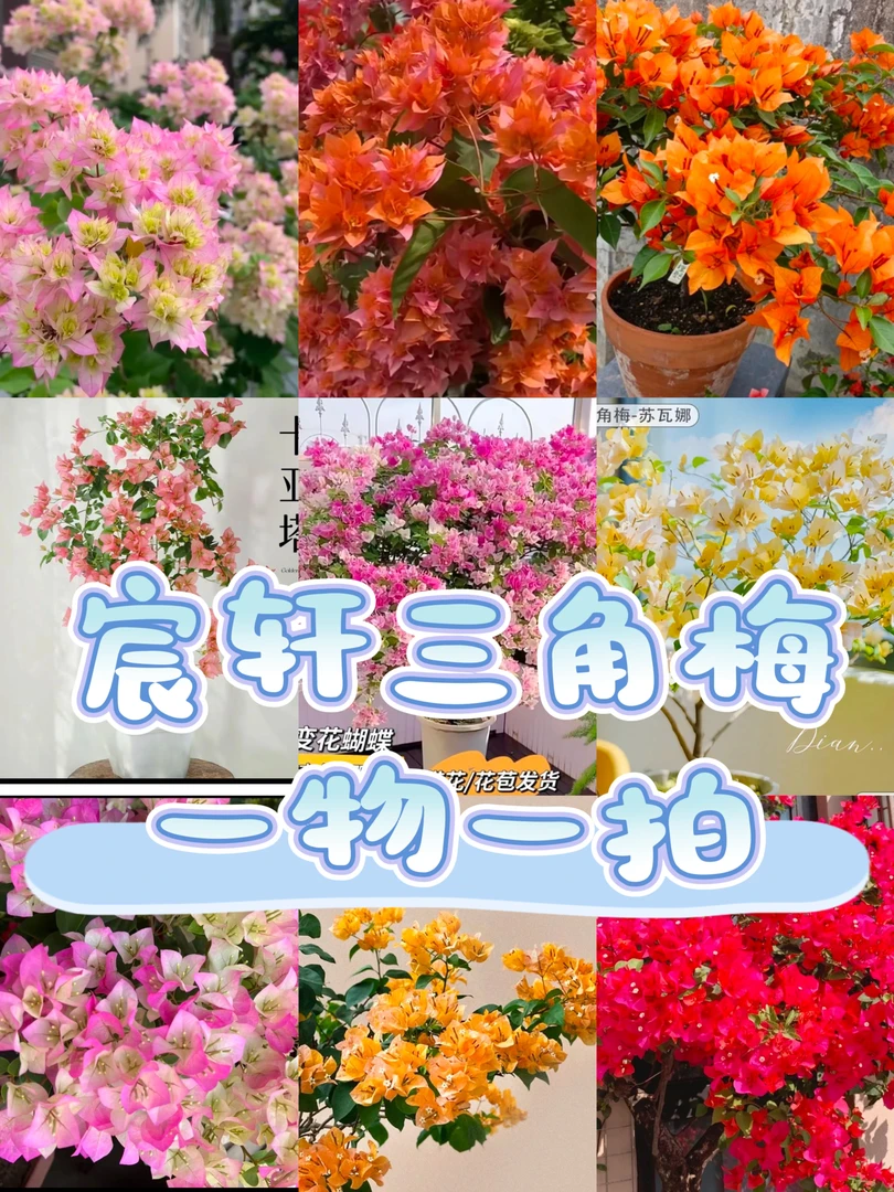 宸轩[三角梅]一盆