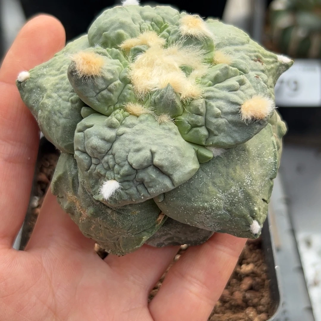 668 仙人球的比赛将