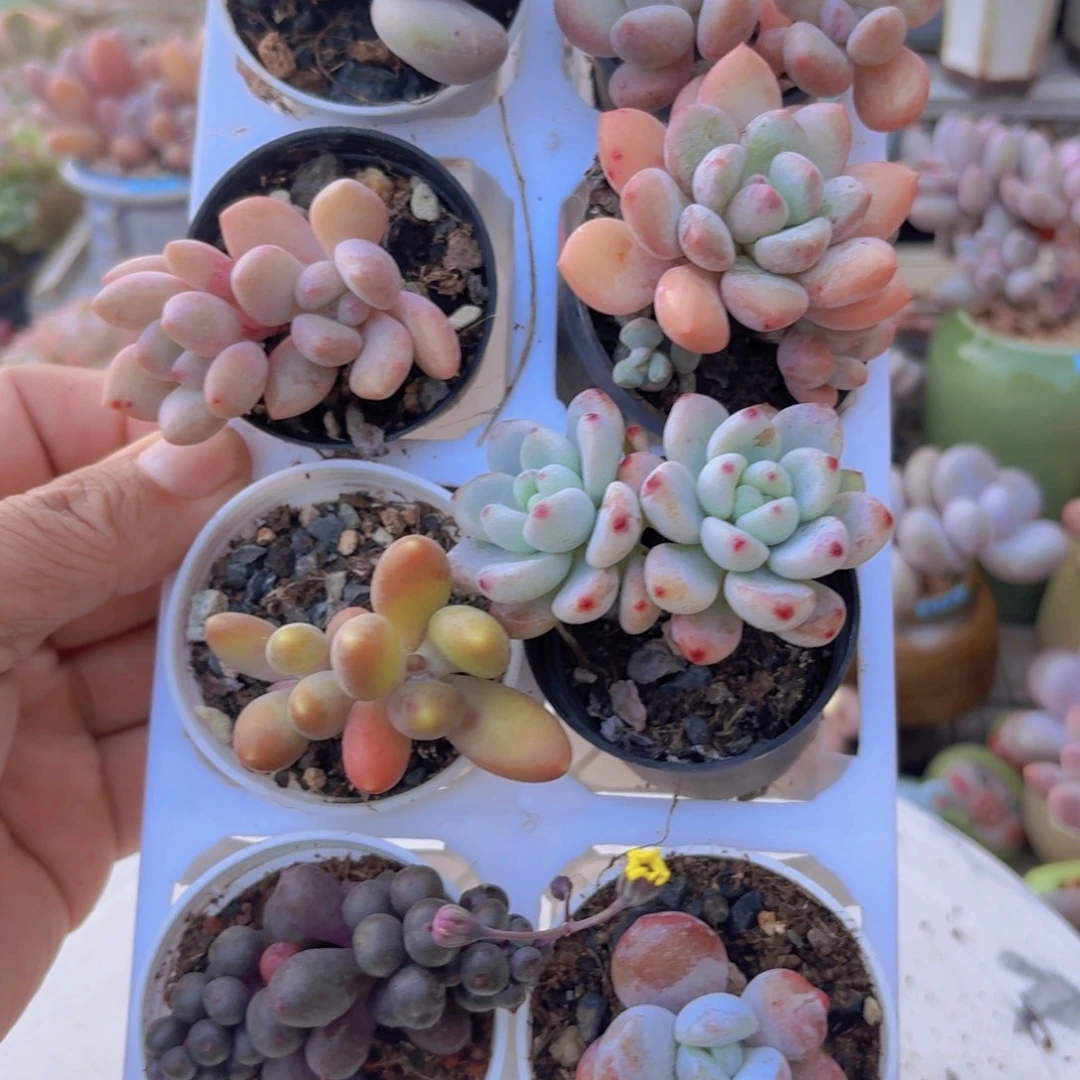 框拍一物一拍编号764