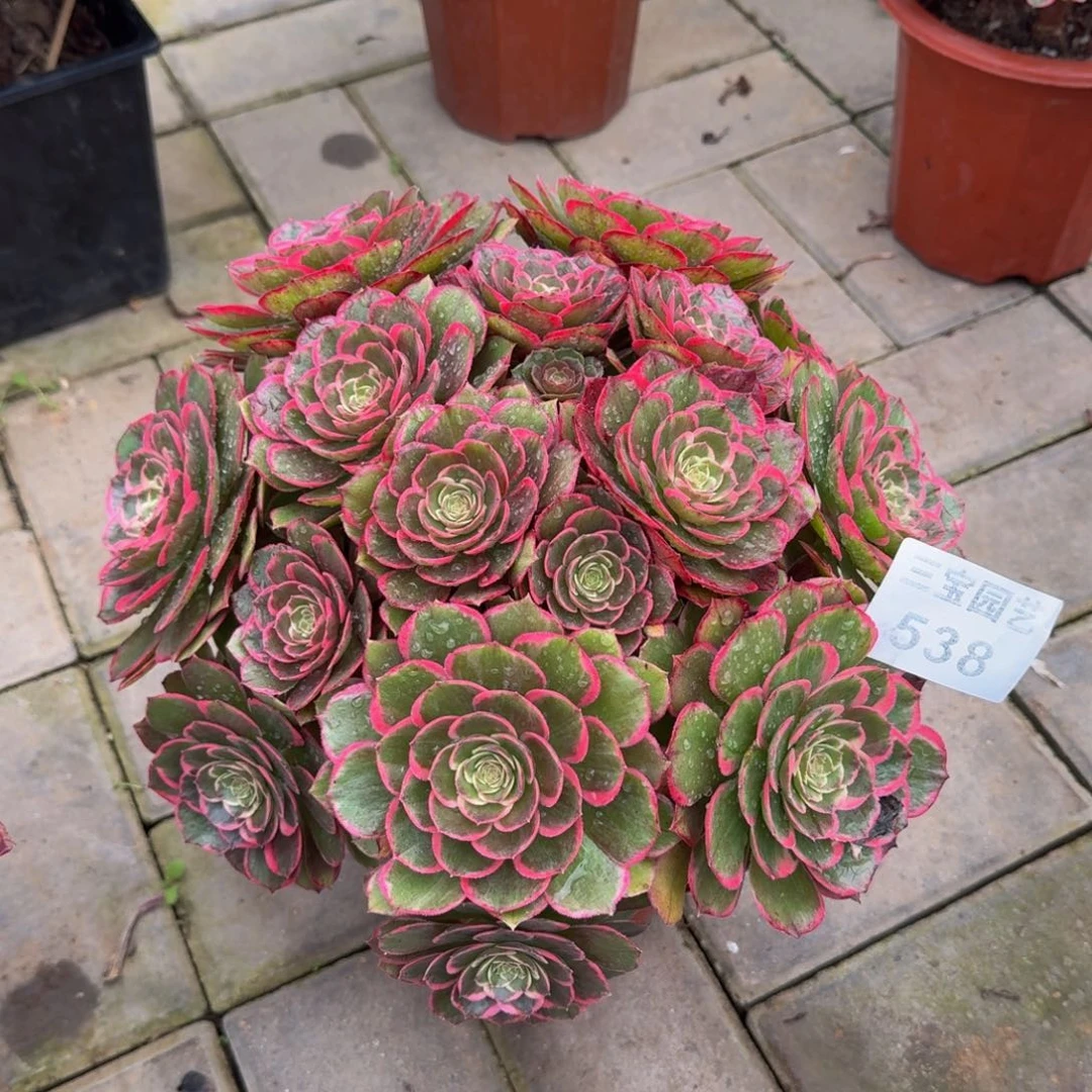 一**安多肉植物538粉花妖