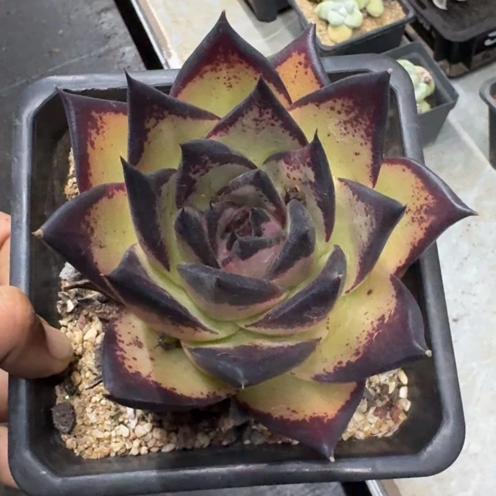 黄皮乌木 一物一拍
