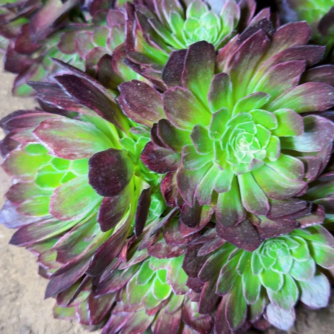 正儿八经万彩灯法师满20包邮