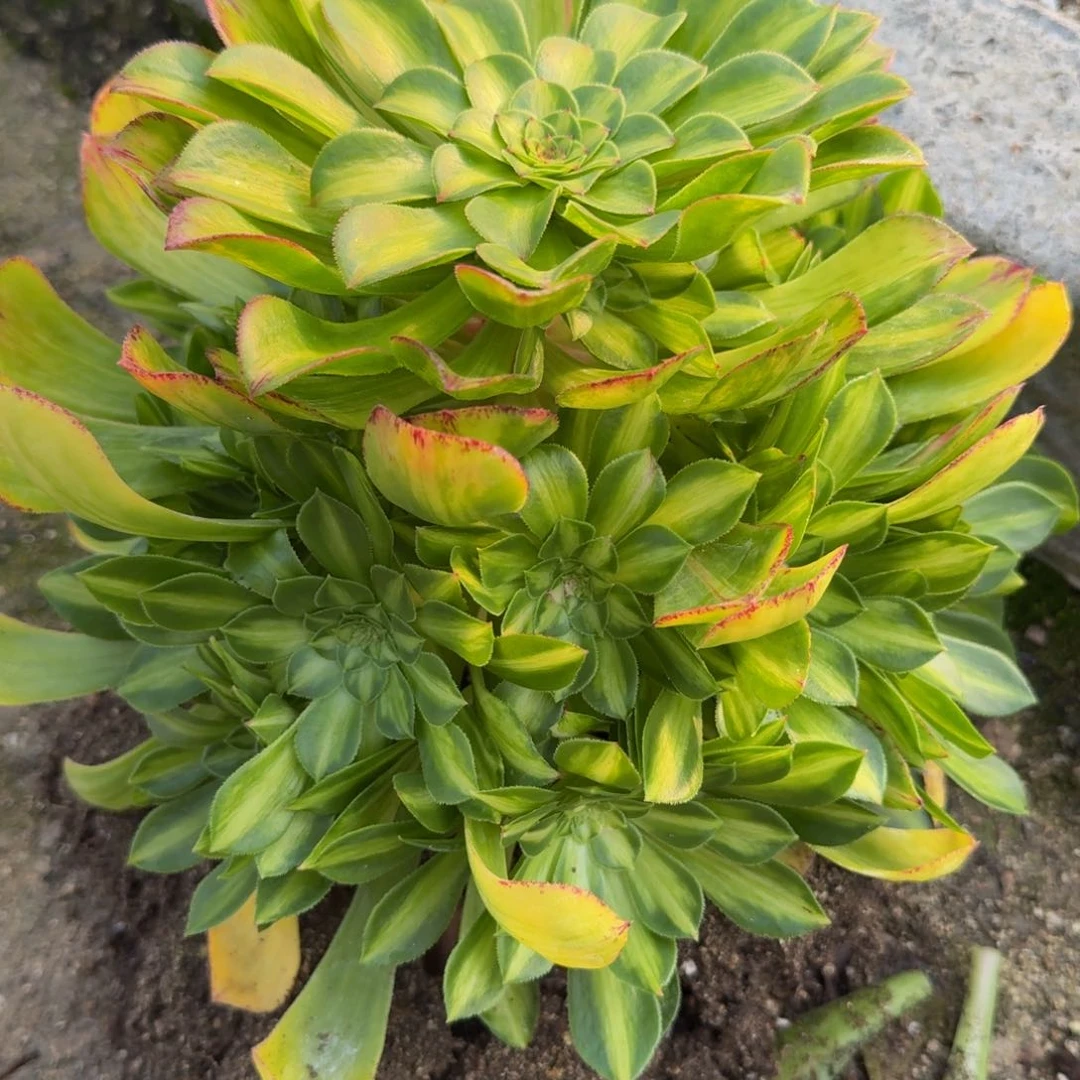智****柜140知否。多肉植物