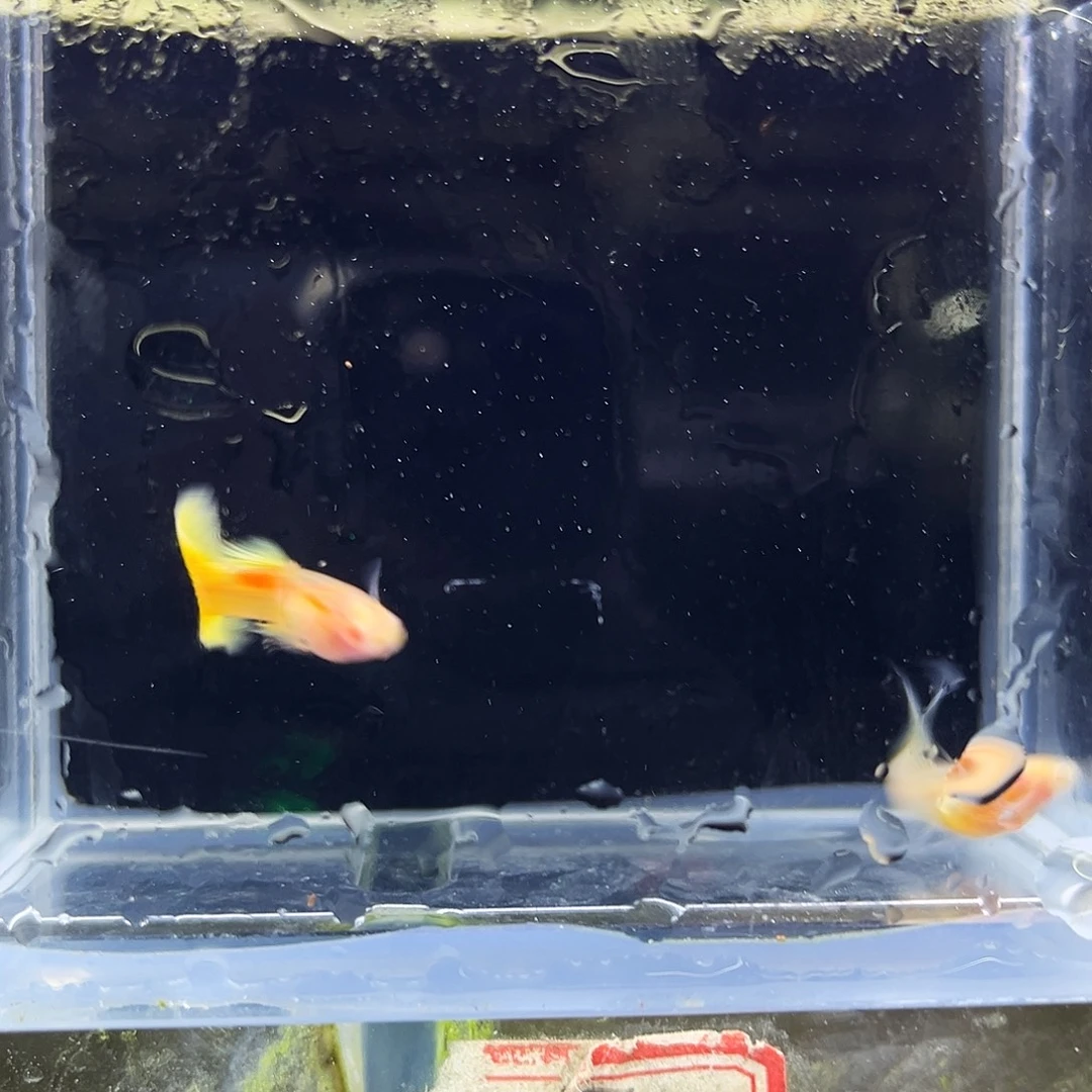 孔雀鱼黄金玻璃体一对