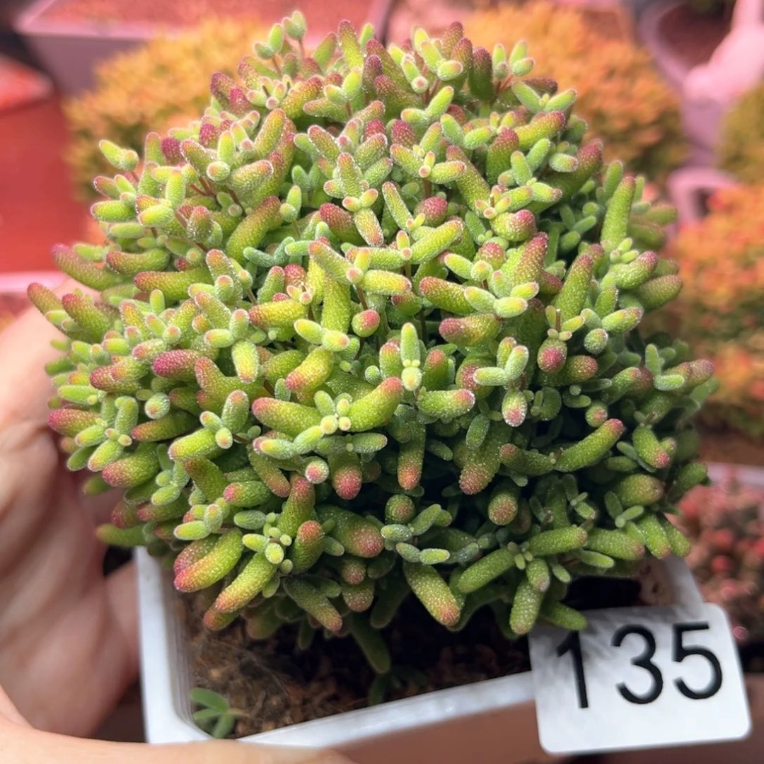 135蜜桔可爱多肉植物