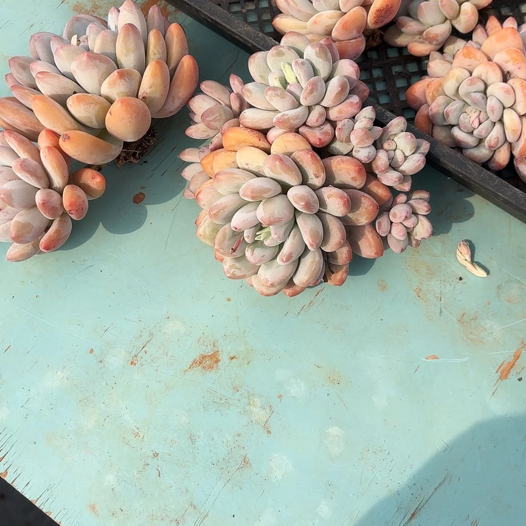 布*不羞妹妹得两个香水回家