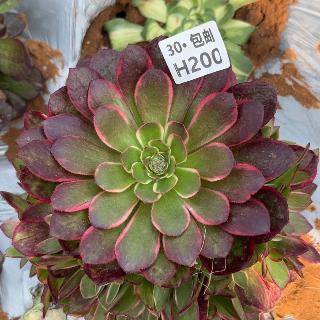 200粉花妖多肉法师