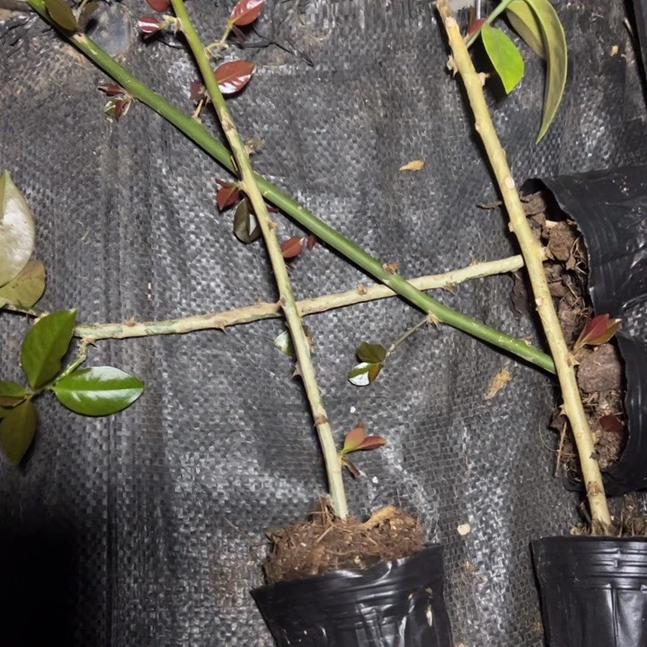 25-30公分叶仙小破苗7颗