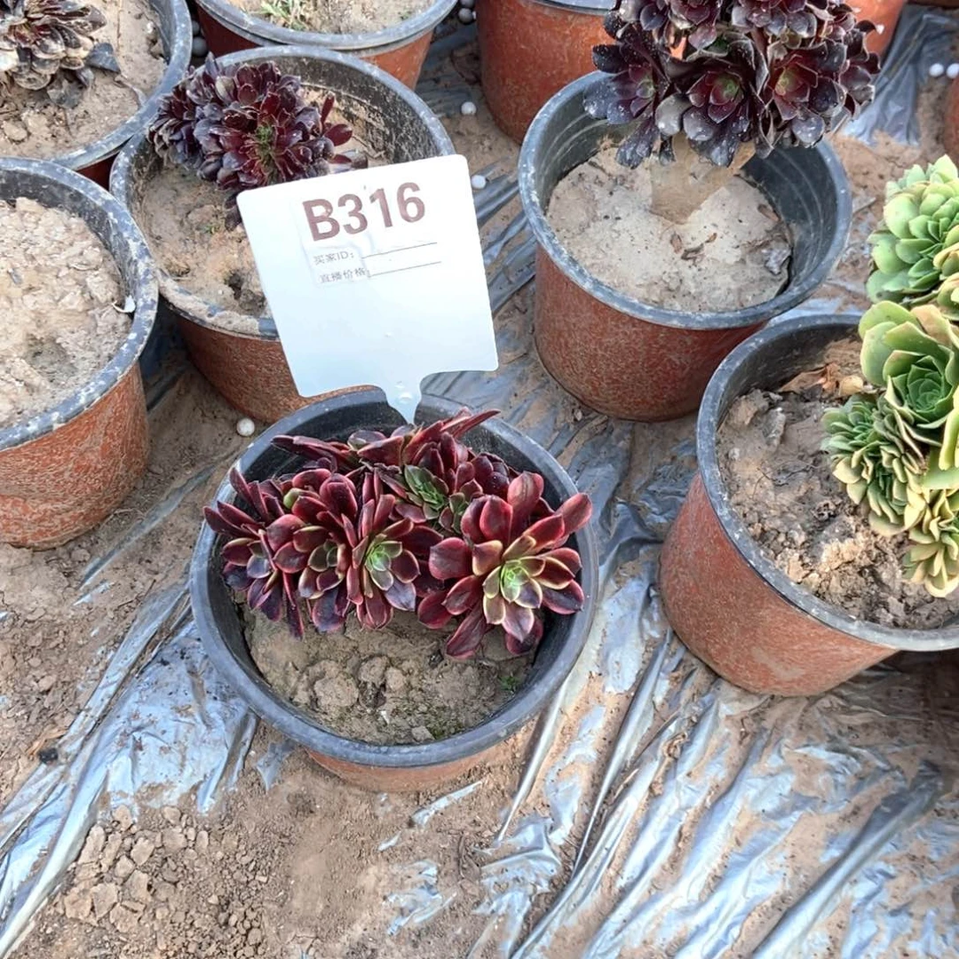 朱***萍B316欧嘉莉干伤处理