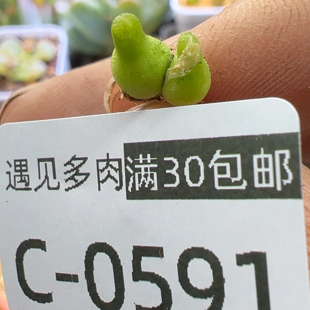 多肉植物111111111111111111