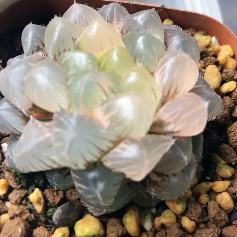 【闪购商品】汐*22霓虹灯紫镜红太阳