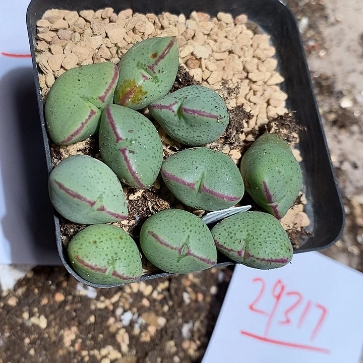 29318。   一颗爱心将。