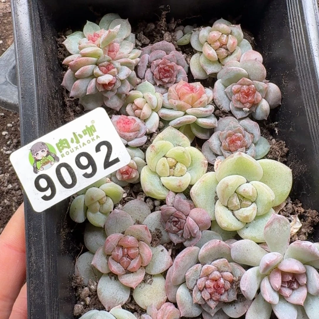 唐***糖多肉植物多肉植物