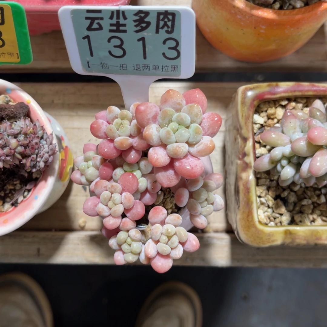 聿***夏云尘多肉一物一拍1313不含盆，