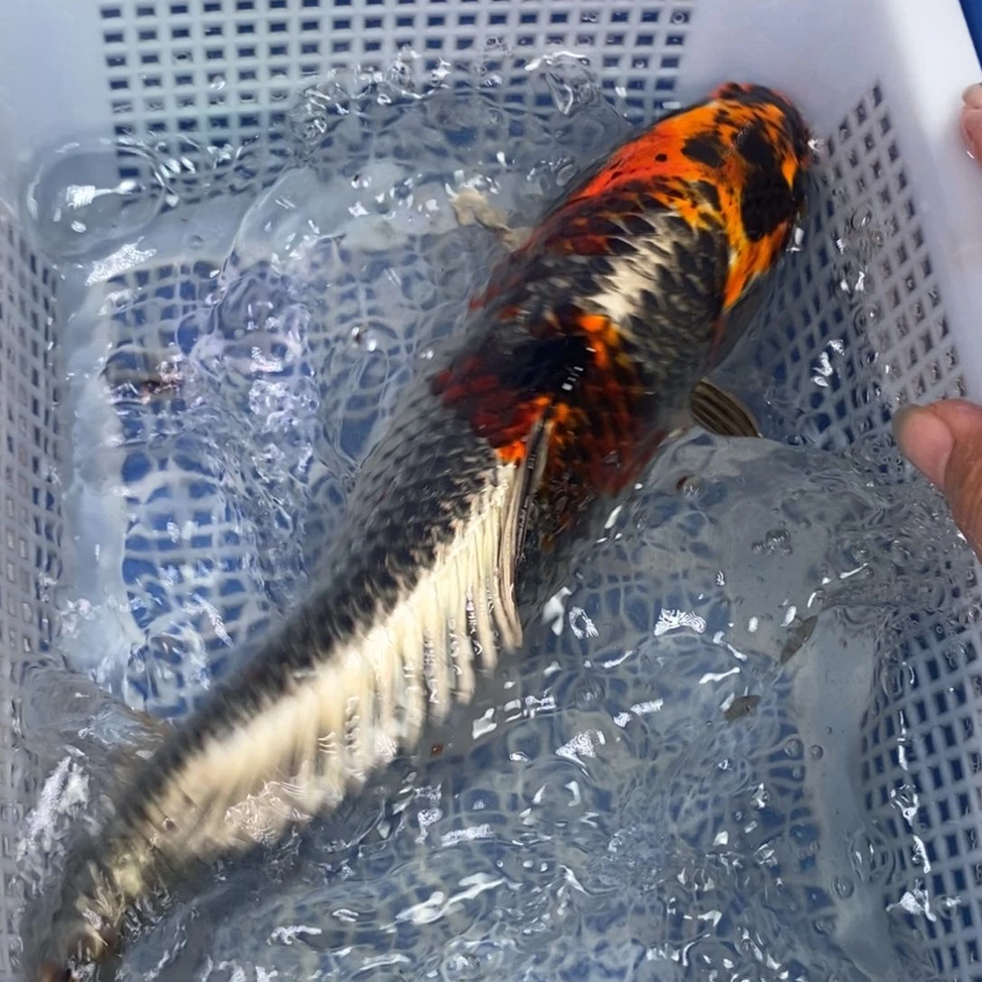 锦鲤冷水锦鲤包邮