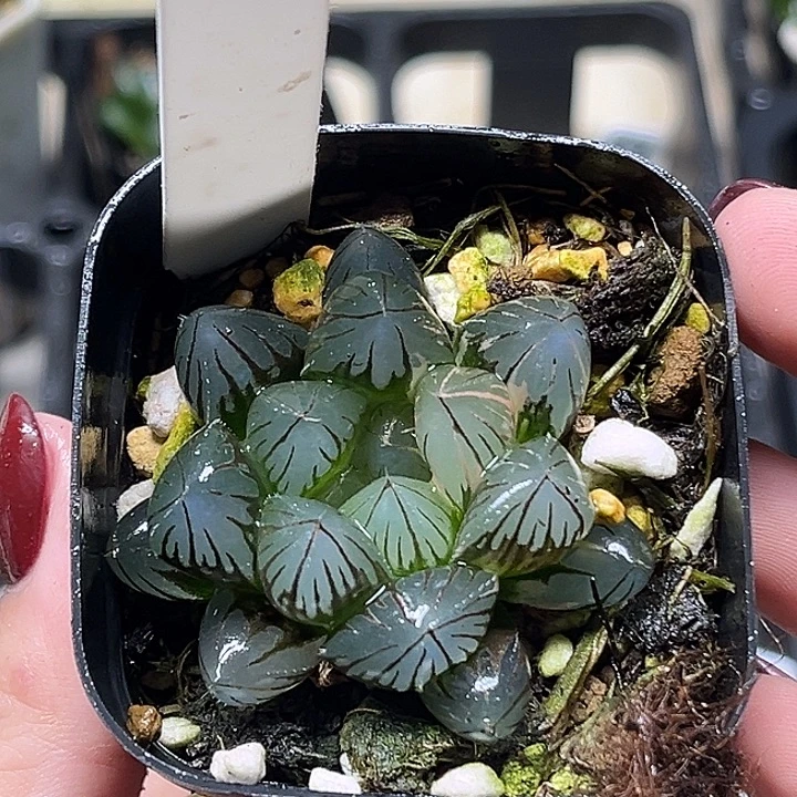 168龙爪玉露锦头家多肉十二卷