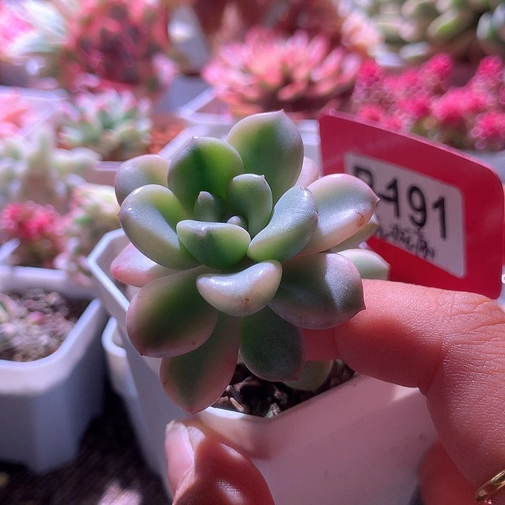 花斑鹿覆轮锦有根