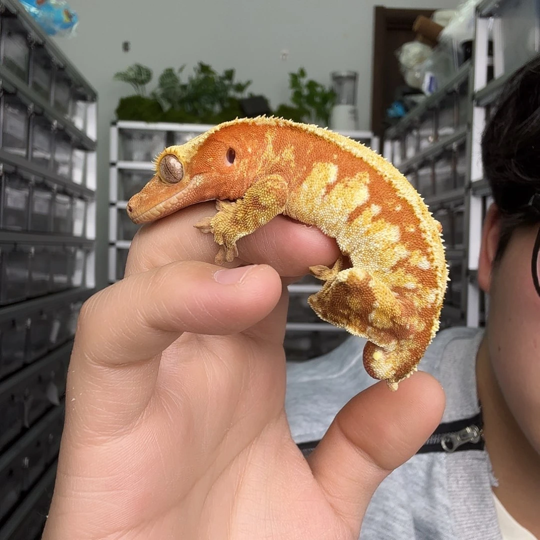 睫角守宫番茄炒蛋配色亚成体（可吃果泥）