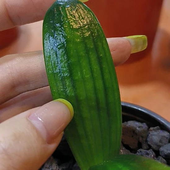 完全开放转移注意力