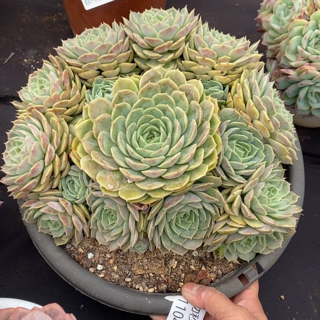 两单包邮1104-104昂斯诺
