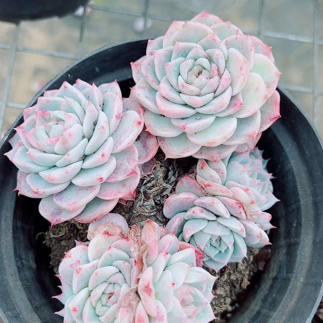 粉水晶多头造型精品特价