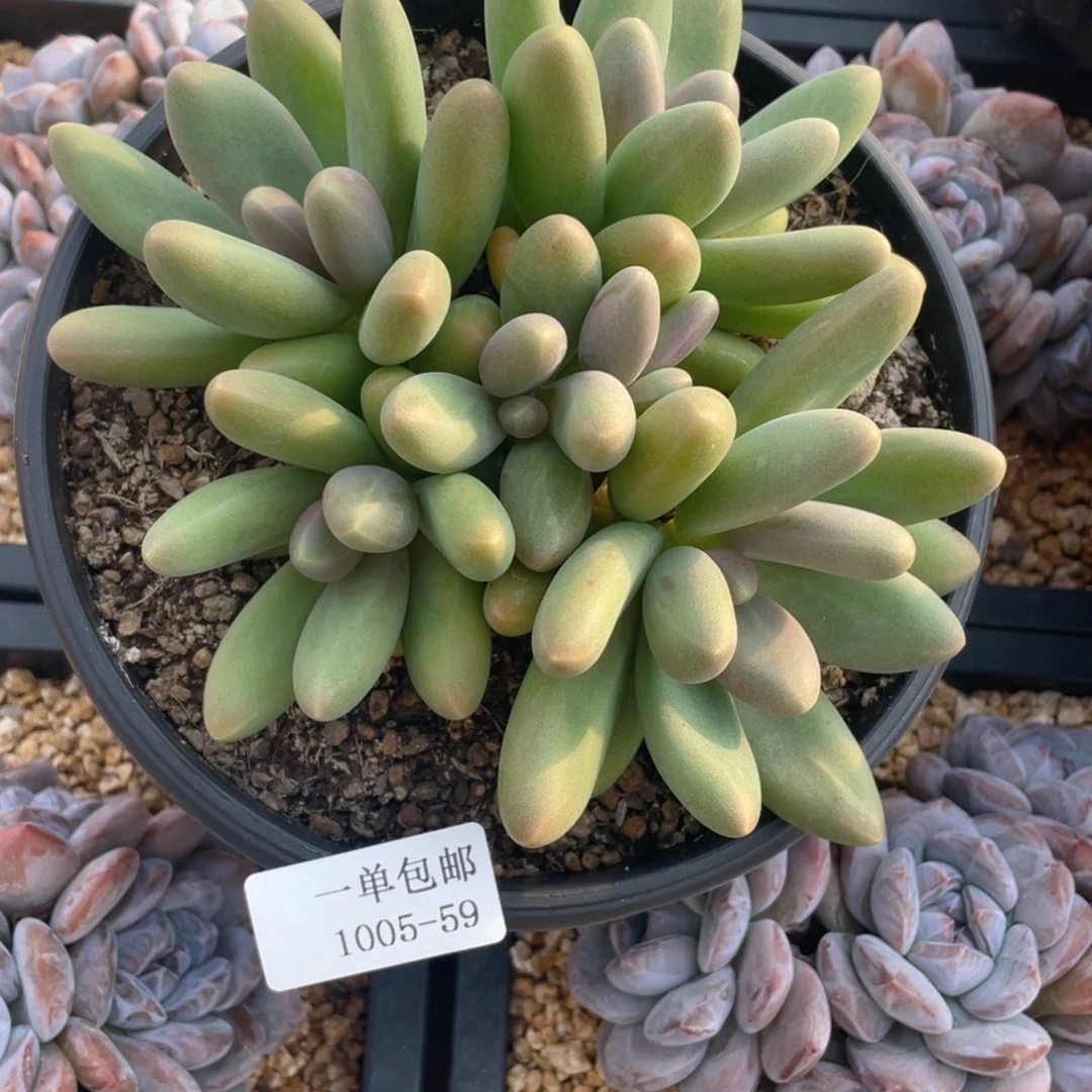 1005-59-糖果，，，，