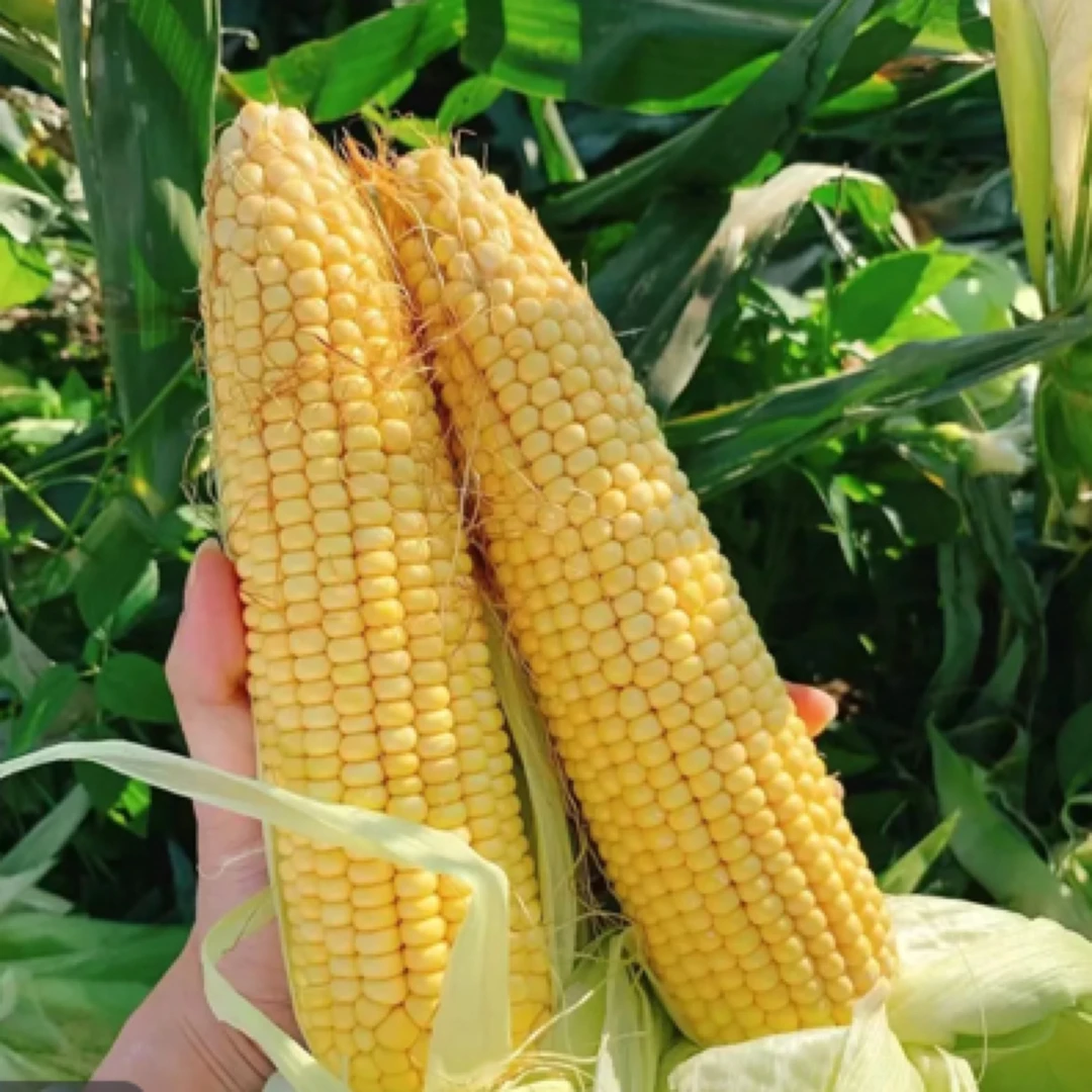 鹏子自营生鲜-鲜玉米8根大棒（每根0.8-1斤）顺丰快递