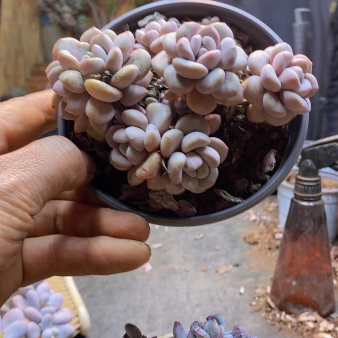 娴*188号白鹭杂交多肉