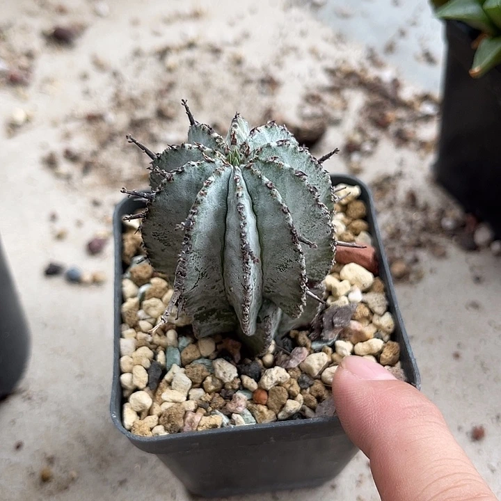 无花朵白衣魁伟玉仙人球