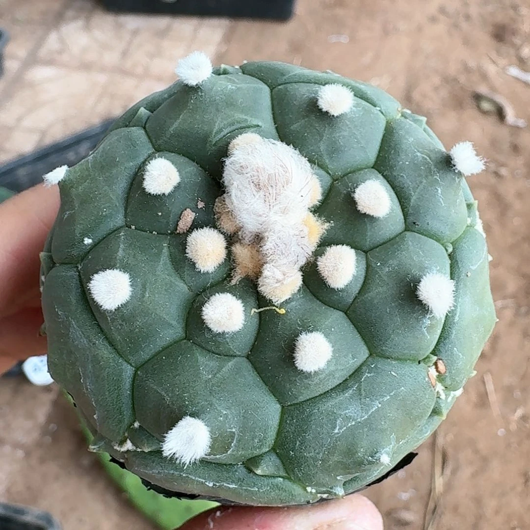 【闪购商品】无花朵实生龟甲兜