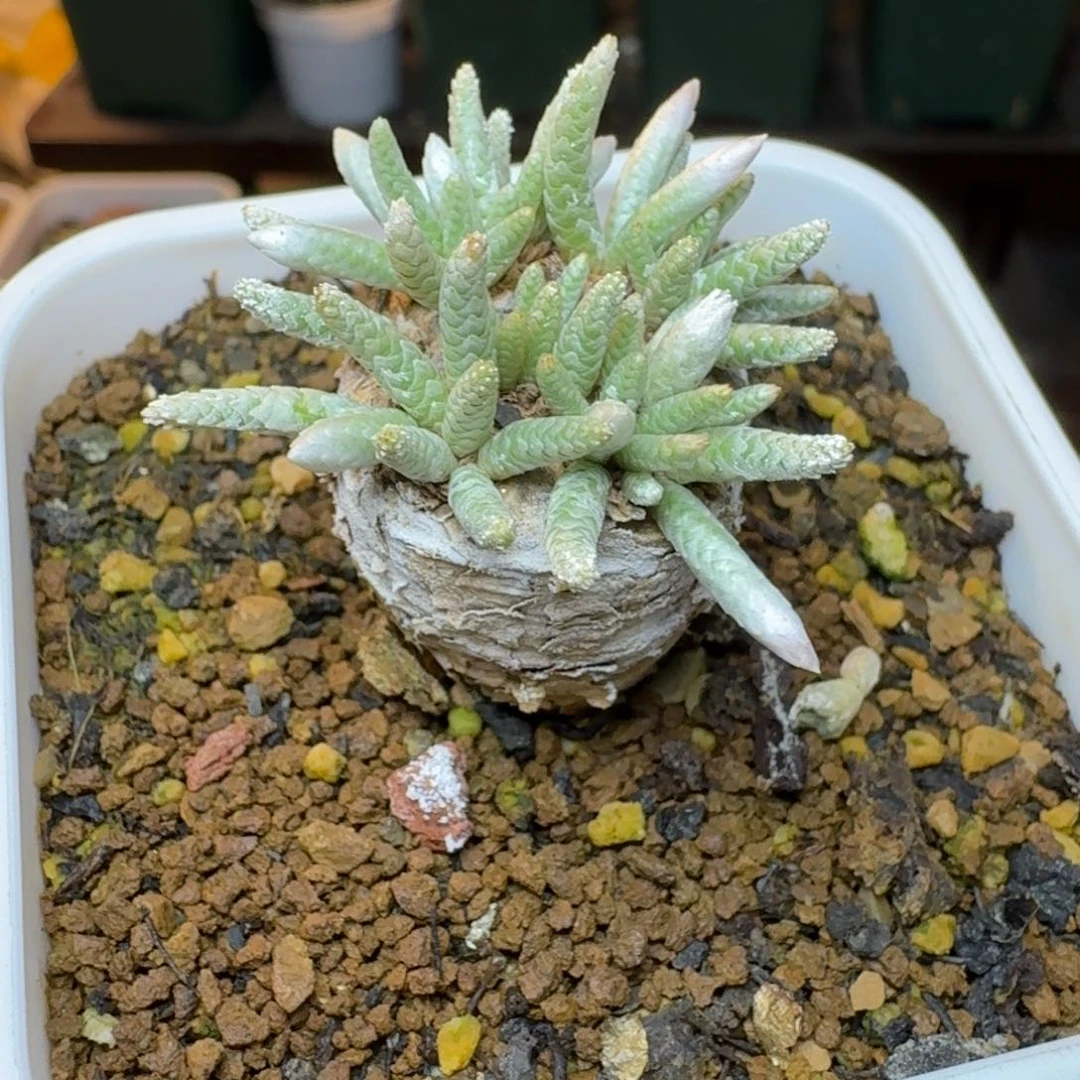 小***?876带盆土  00000000000