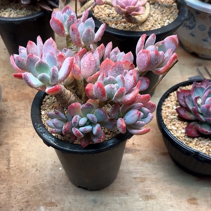 多肉植物，灰姑娘