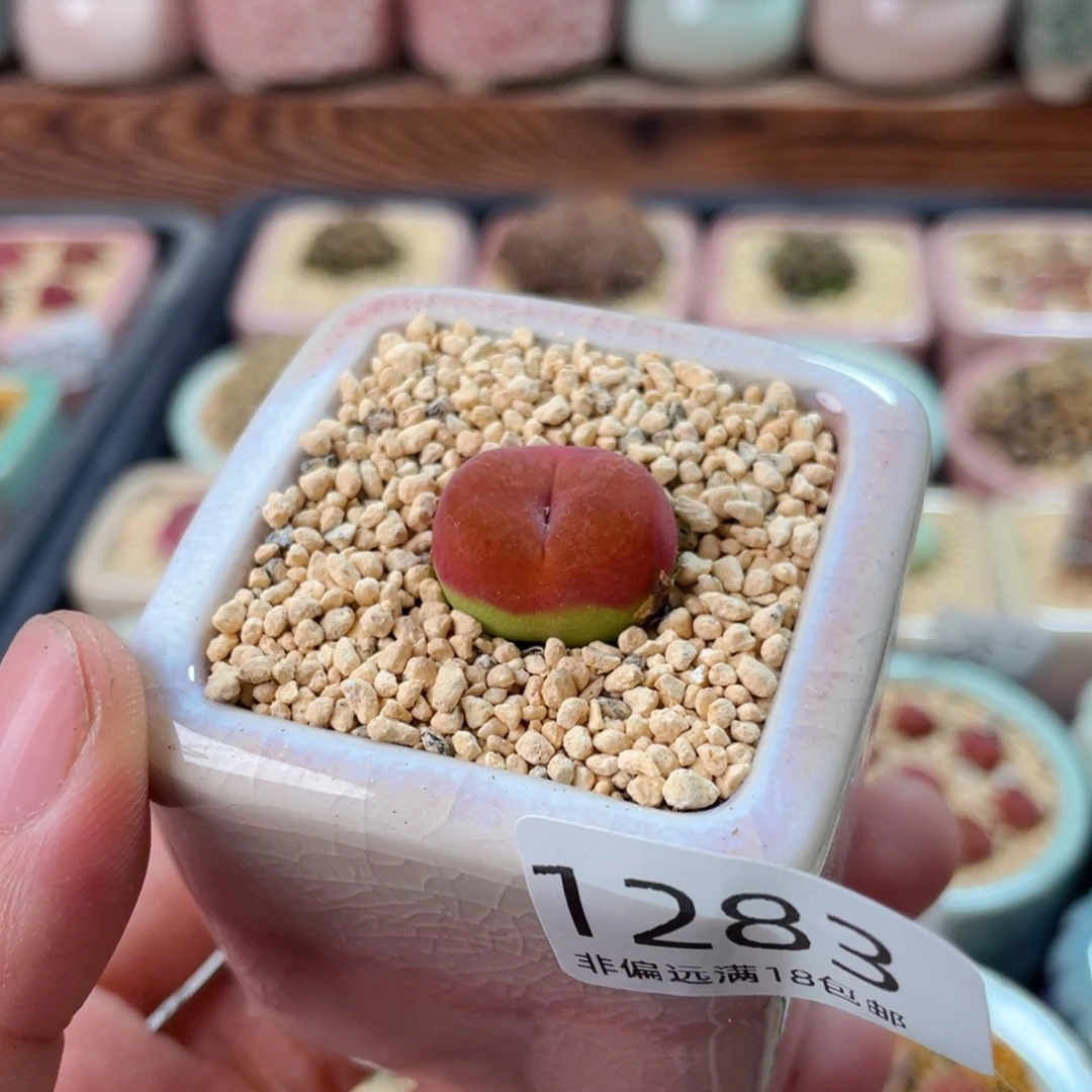 无花朵1283-一物一拍 带盆 水蜜桃1430.5