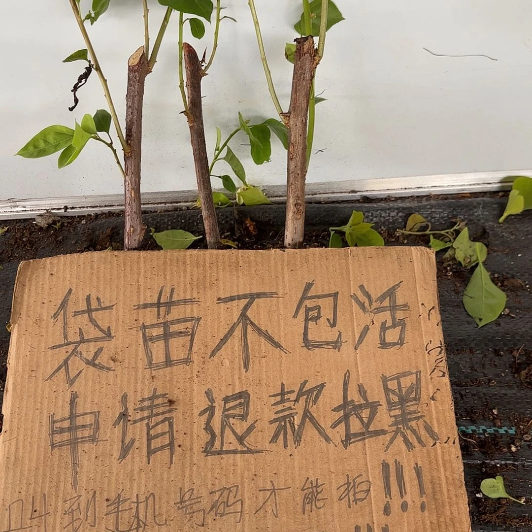 爱***迪当前无花栽培后可以开花袋苗盲盒三颗